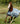 Bucas Buzz Off Fly Sheet - Classic