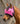 Mackey Fly Mask Pink Dot Print