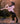 Breyer (Freedom Series) Black Pinto Rearing Mustang