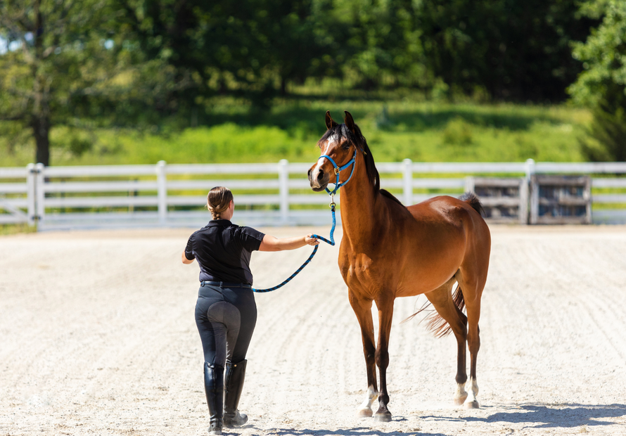 Saddle's 'N Stuff Horse Tack and Equestrian Apparel Online Store