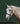 Collegiate Essential Padded Raised Cavesson Bridle