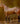 Breyer (Traditional) The Ideal Series | Buckskin