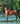 Breyer (Traditional) RD Marciea Bey | Champion Arabian Mare