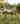 Breyer (Freedom Series) Honor | 2025 Hope Horse