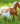 Breyer (Freedom Series) Effortless Grace Horse & Foal Set