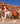 Breyer (Traditional) Mojave