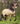 Breyer (Traditional) Cossaco