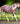 Breyer (Traditional) Full Moon Rising