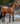 Breyer (Traditional) The Ideal Series | Buckskin