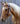 Velociti Browband Headstall with Rawhide Knotting