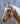 Velociti Browband Headstall with Rawhide Knotting