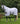 Shires Asker Fly Neck Cover