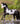 Breyer (Freedom Series) Black Frame Overo Stock Horse