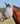 Cashel Crusader Fly Mask, Standard with Ears (Grey, Warmblood)