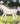 Breyer (Freedom Series) Grey Arabian