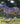 Breyer (Traditional) Thorin | Unicorn